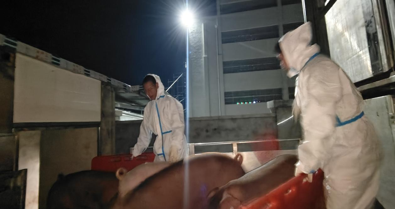 川繁猪公猪站顺利实现第二批引种