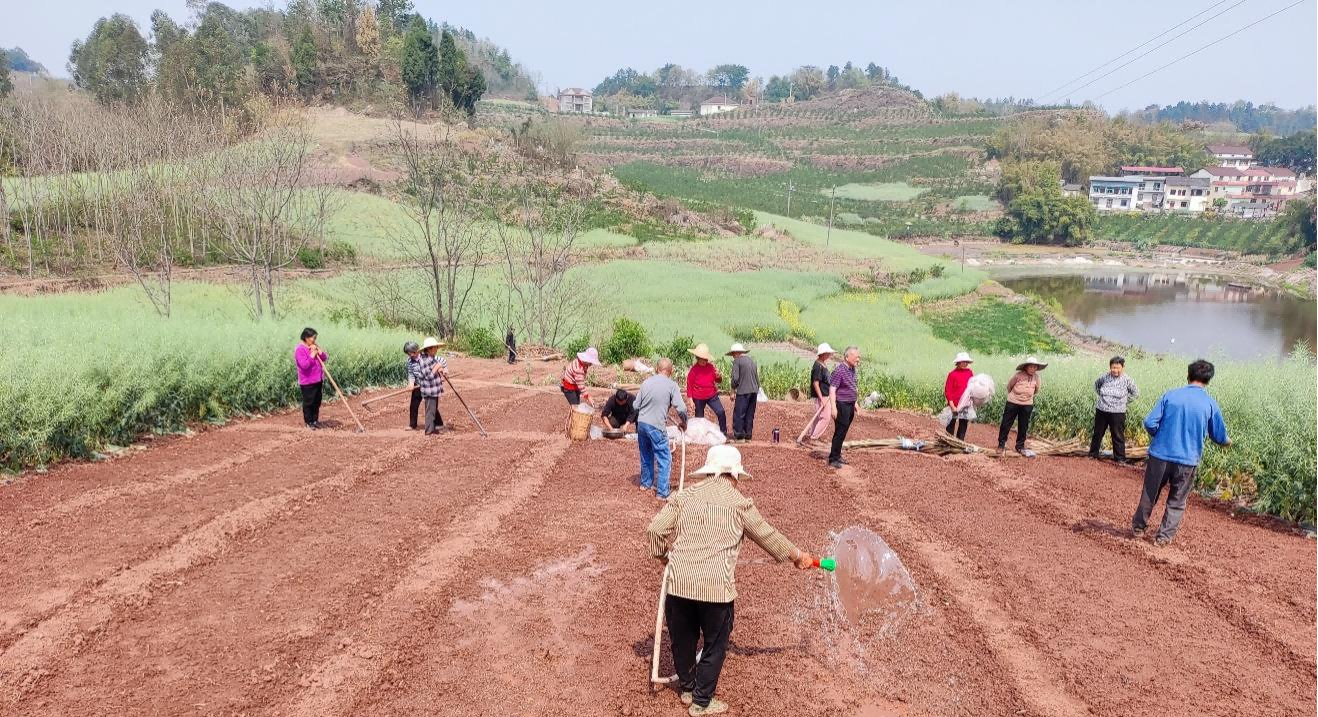 种芯农业顺利实现杂交水稻试验示范基地旱育秧