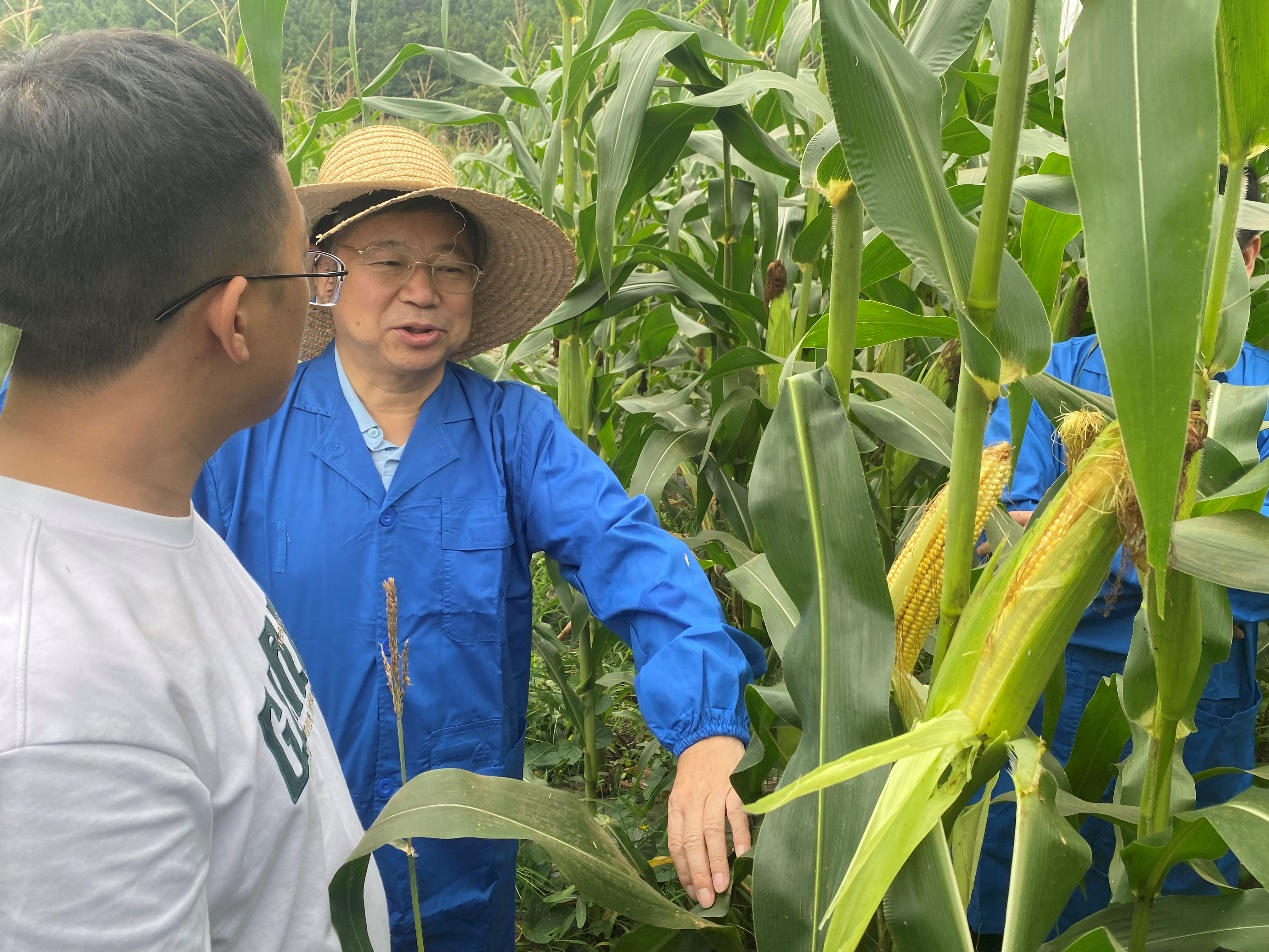科创中心调研玉米高产试验示范和甜糯玉米新种类选育工作