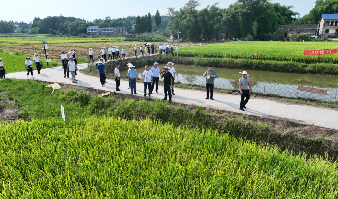 “看禾选种” 推优势当家种类 助“天府粮仓”产好粮