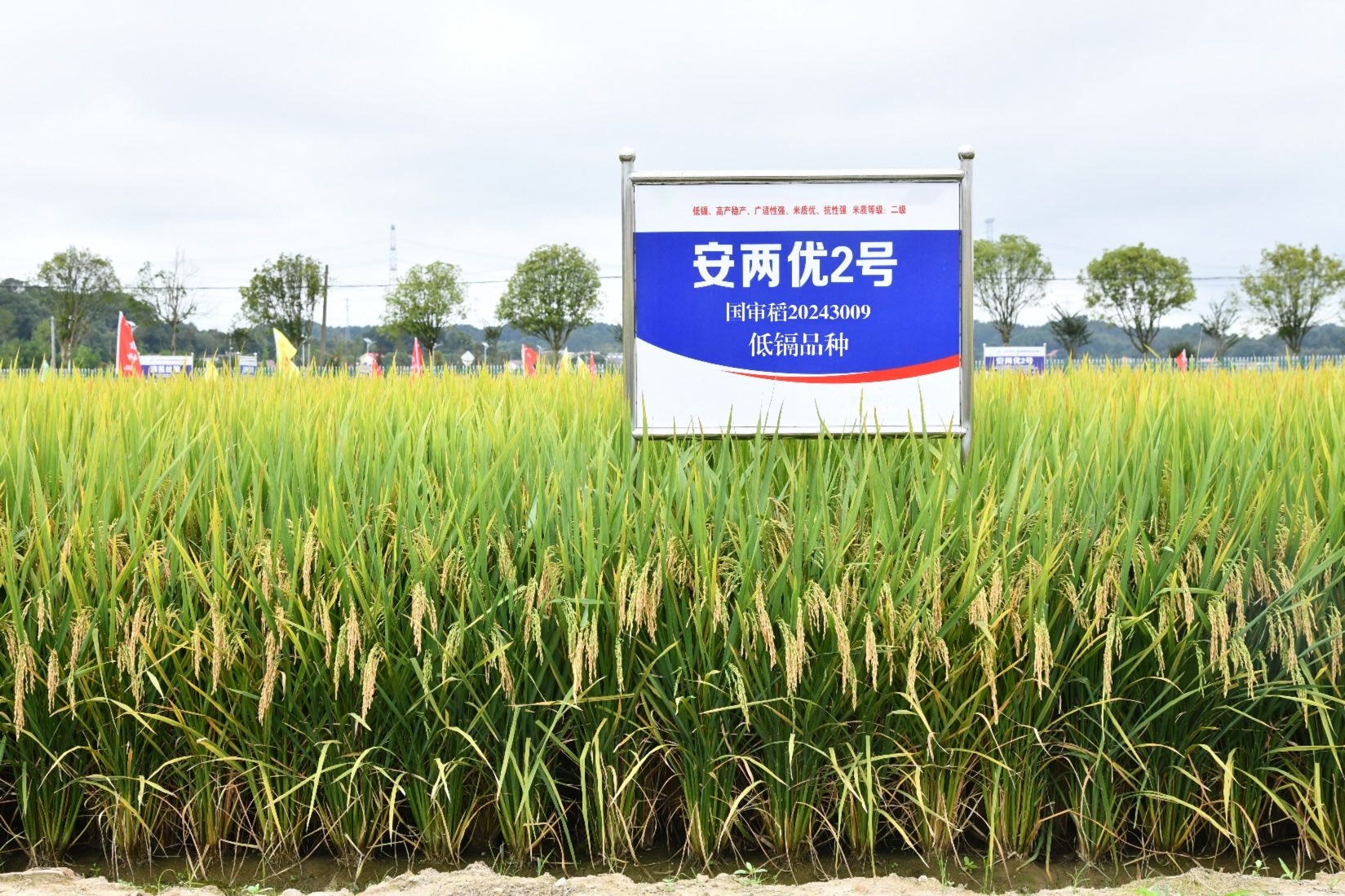 安两优2号图1_conv (1).jpg
