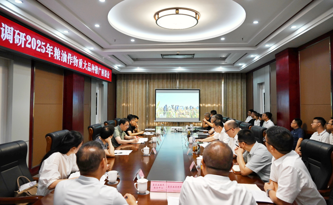 省农业村落厅调研2025年粮油作物沉大种类推广工作 美彩国际 官网作专题汇报