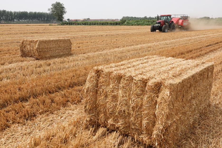 今年全国“三夏”幼麦大规；崭迪