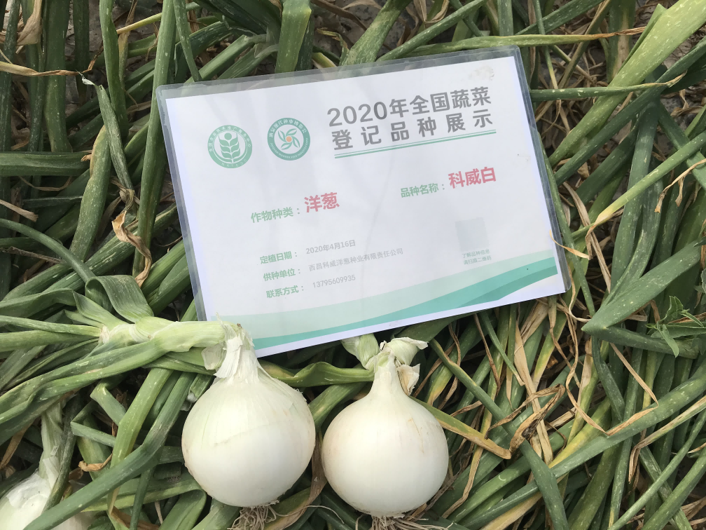 科威白10号