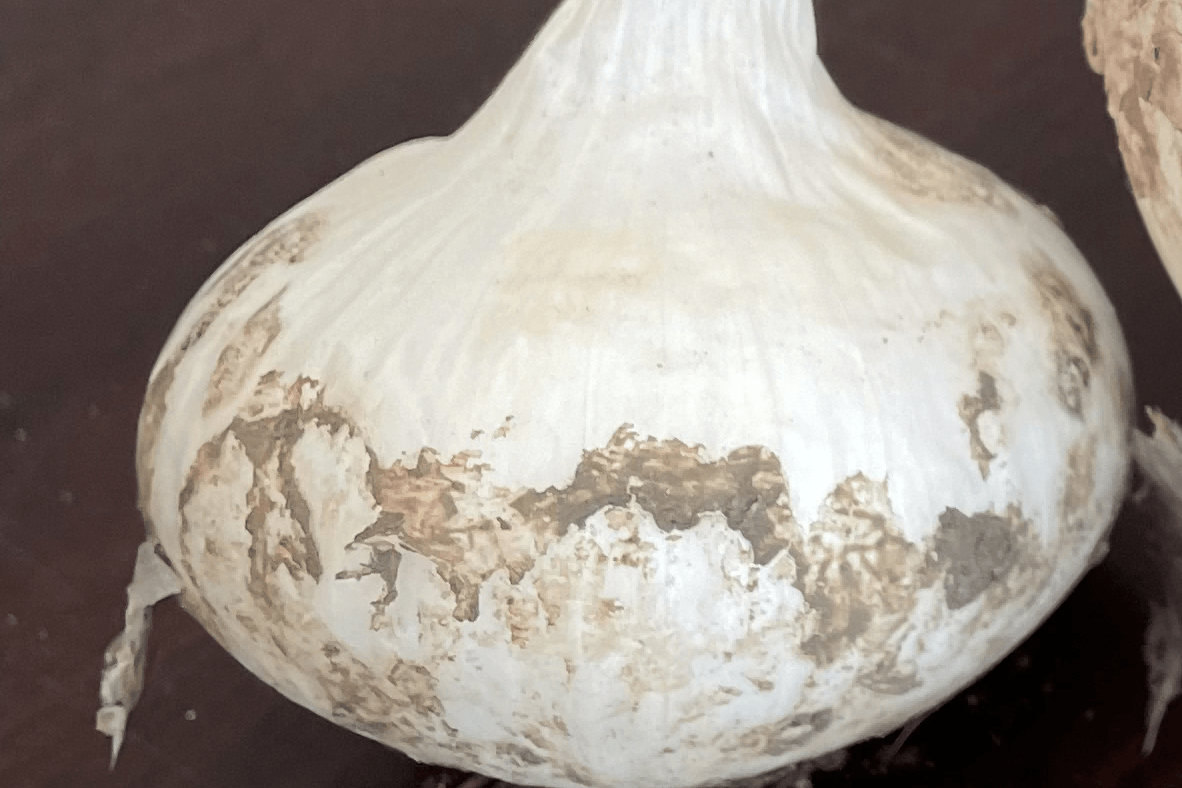 科威白3号