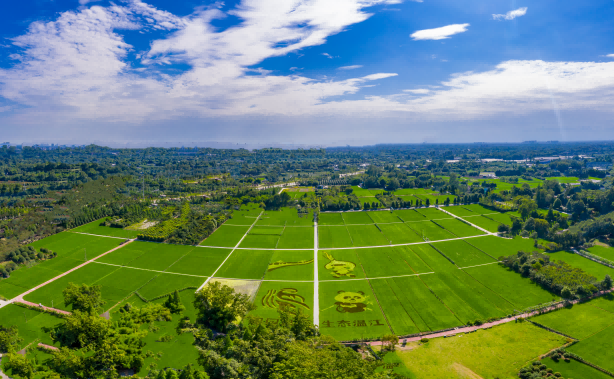 集团科创中心赵云做客省当局网站“在线访谈”栏目 解读企业若何打造“育繁推一体化”