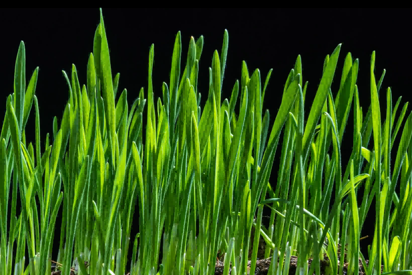 国务院国资委：聚焦生物育种等领域，加强关键主题技术攻关